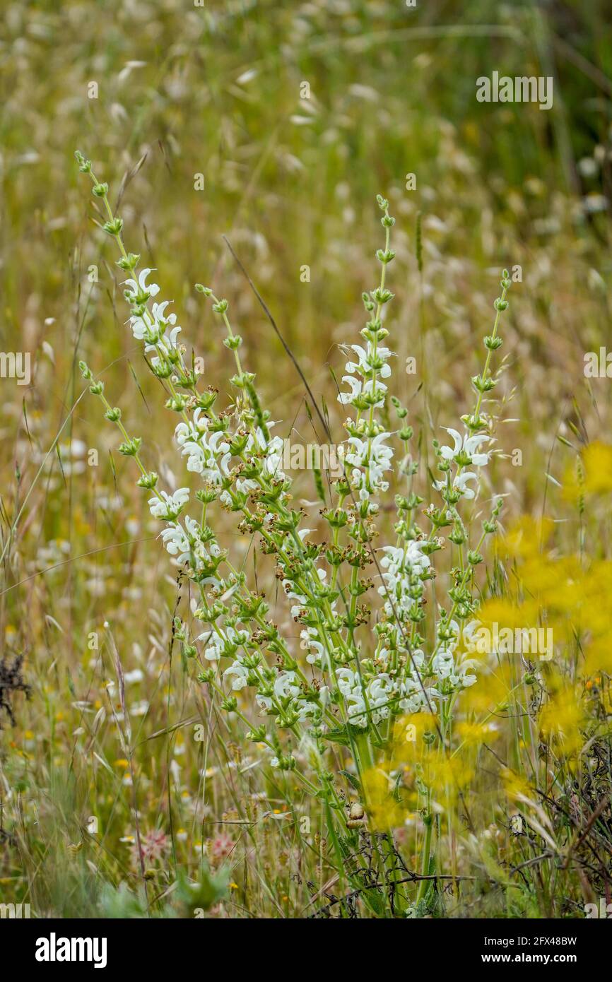 Salvia argentea, silver sage, silver salvia, or silver clary plant, Andalucia, Spain. Stock Photo