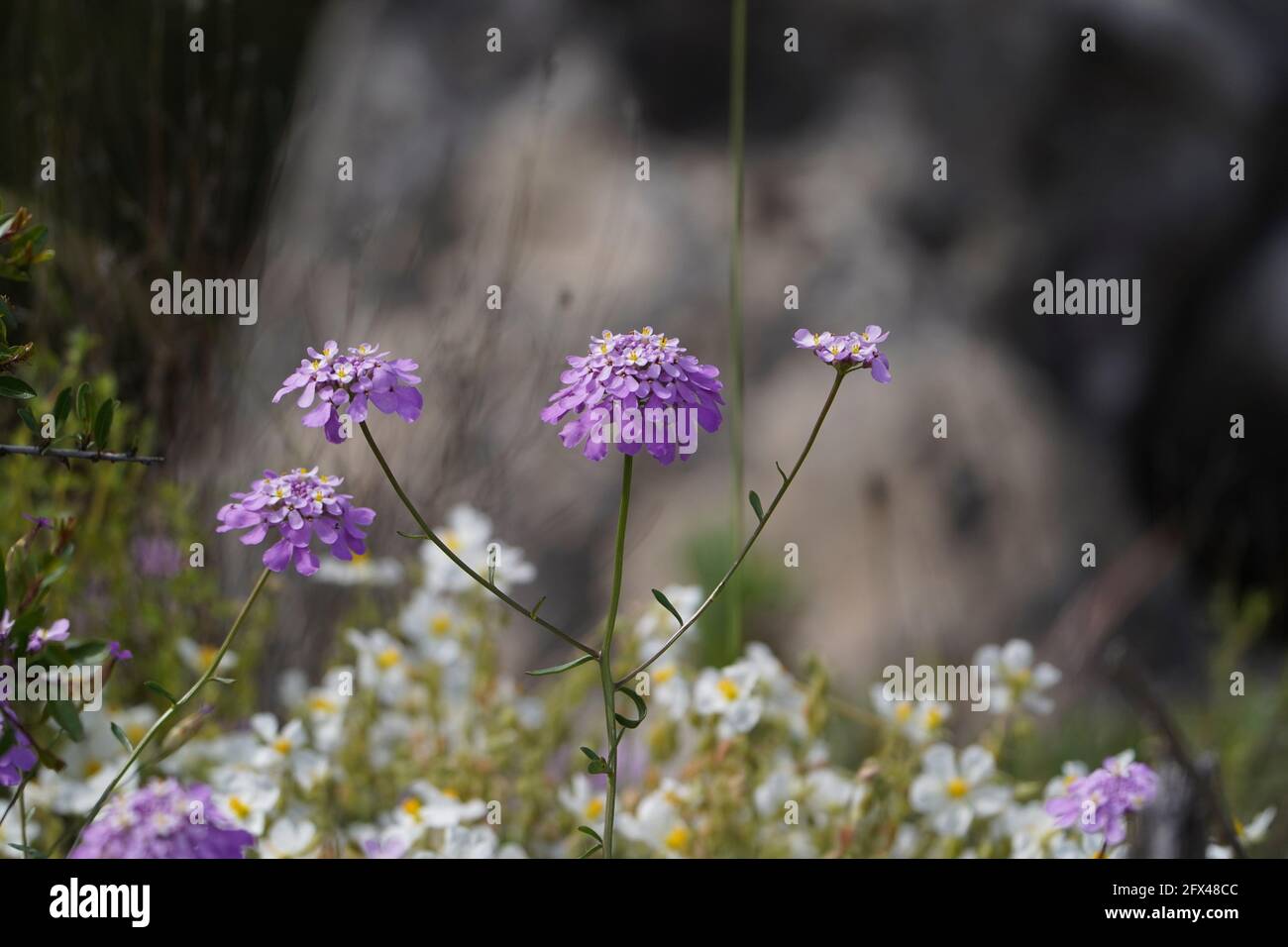 Iberis nazarita, Candytuft plant wildflower growing in the wild, Andalucia, Spain. Stock Photo