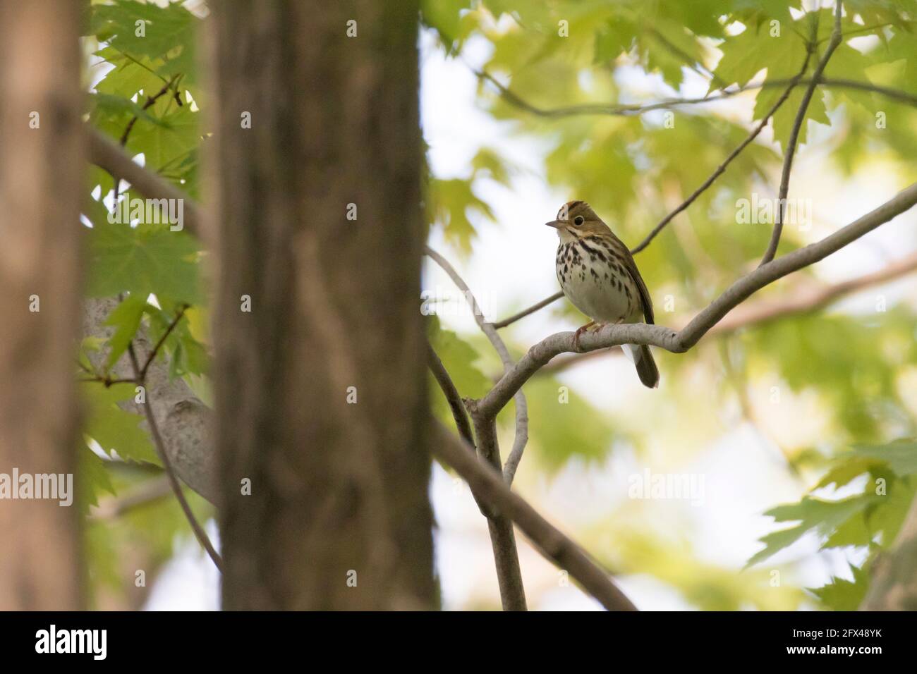 ovenbird (Seiurus aurocapilla Stock Photo Alamy