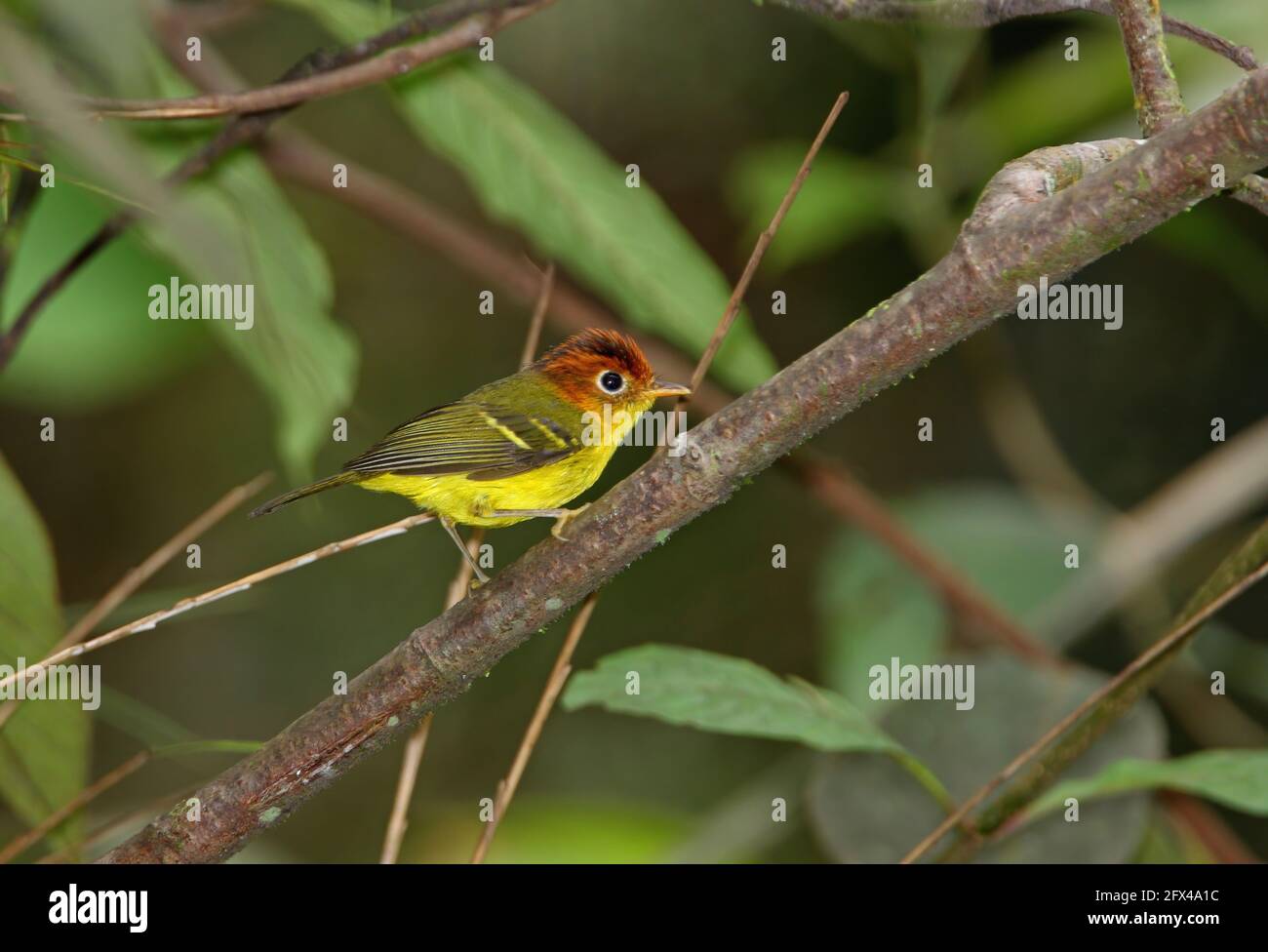 Yellow-breasted Warbler (Phylloscopus montis montis) adult perched on branch  (endemic Bornean subspecies) Kinabalu NP, Sabah, Borneo          January Stock Photo