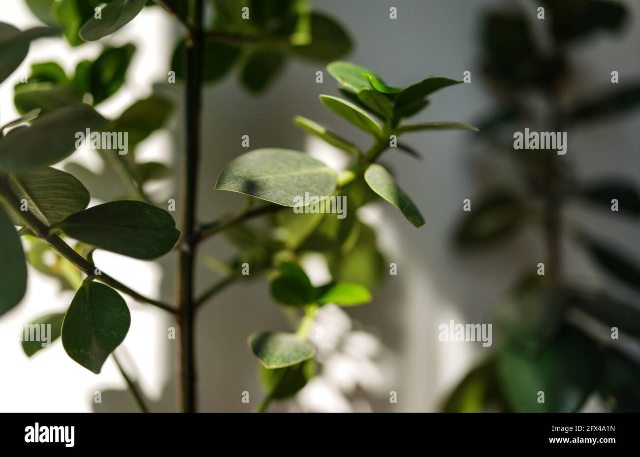 Sun shines on room plants from side, casting shadows - shallow depth of field photo, only few leaves in focus Stock Photo