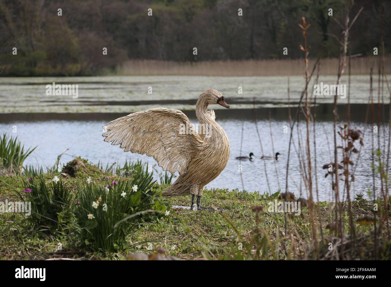 Garden pond creatures hires stock photography and images Alamy
