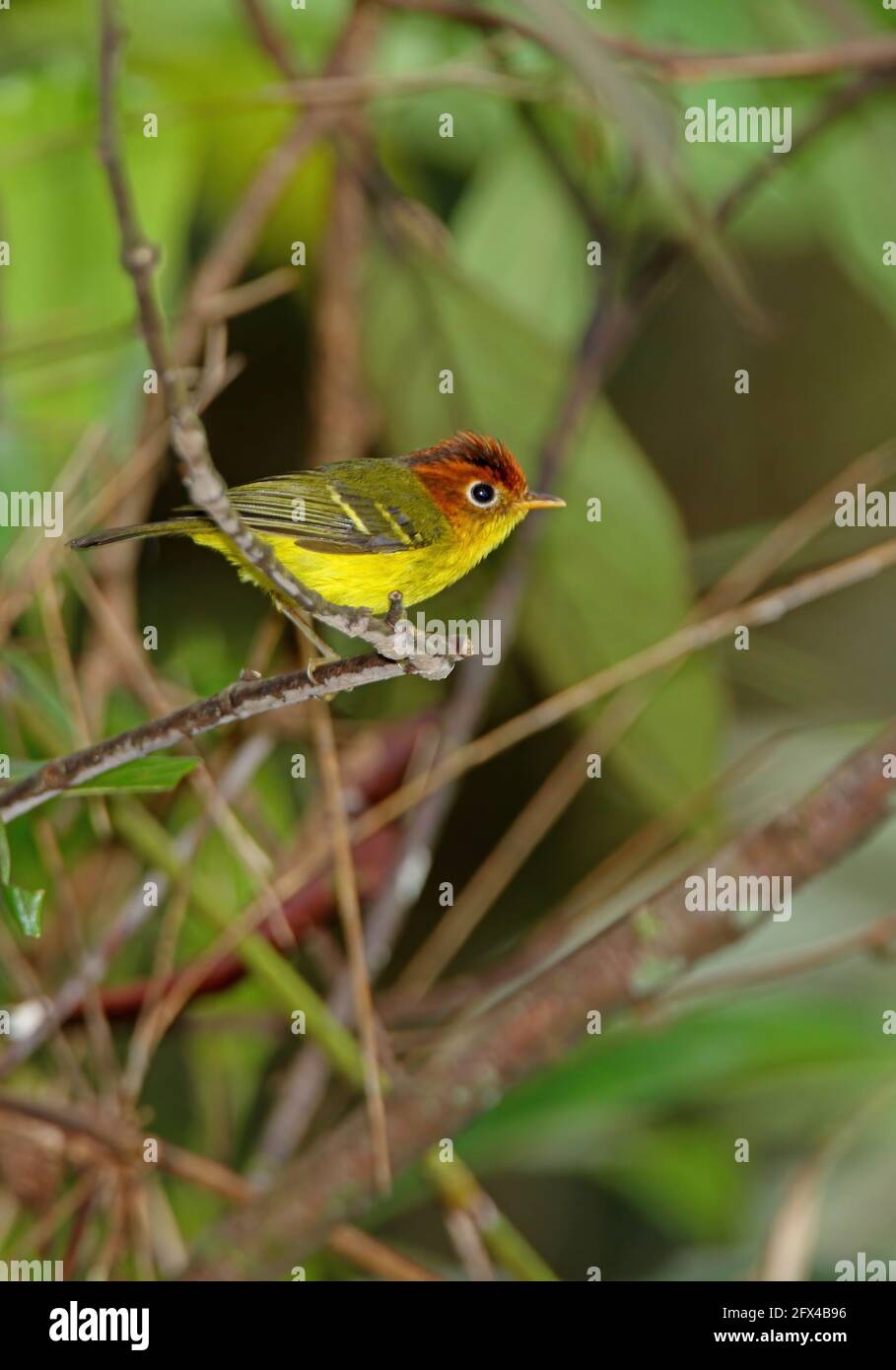 Yellow-breasted Warbler (Phylloscopus montis montis) adult perched on twig  (endemic Bornean subspecies) Kinabalu NP, Sabah, Borneo          January Stock Photo