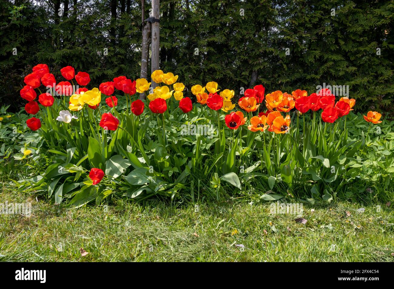 A closeup picture of red and yellow tulip flowers in a garden. Blurry bushes and blue sky in the background Stock Photo