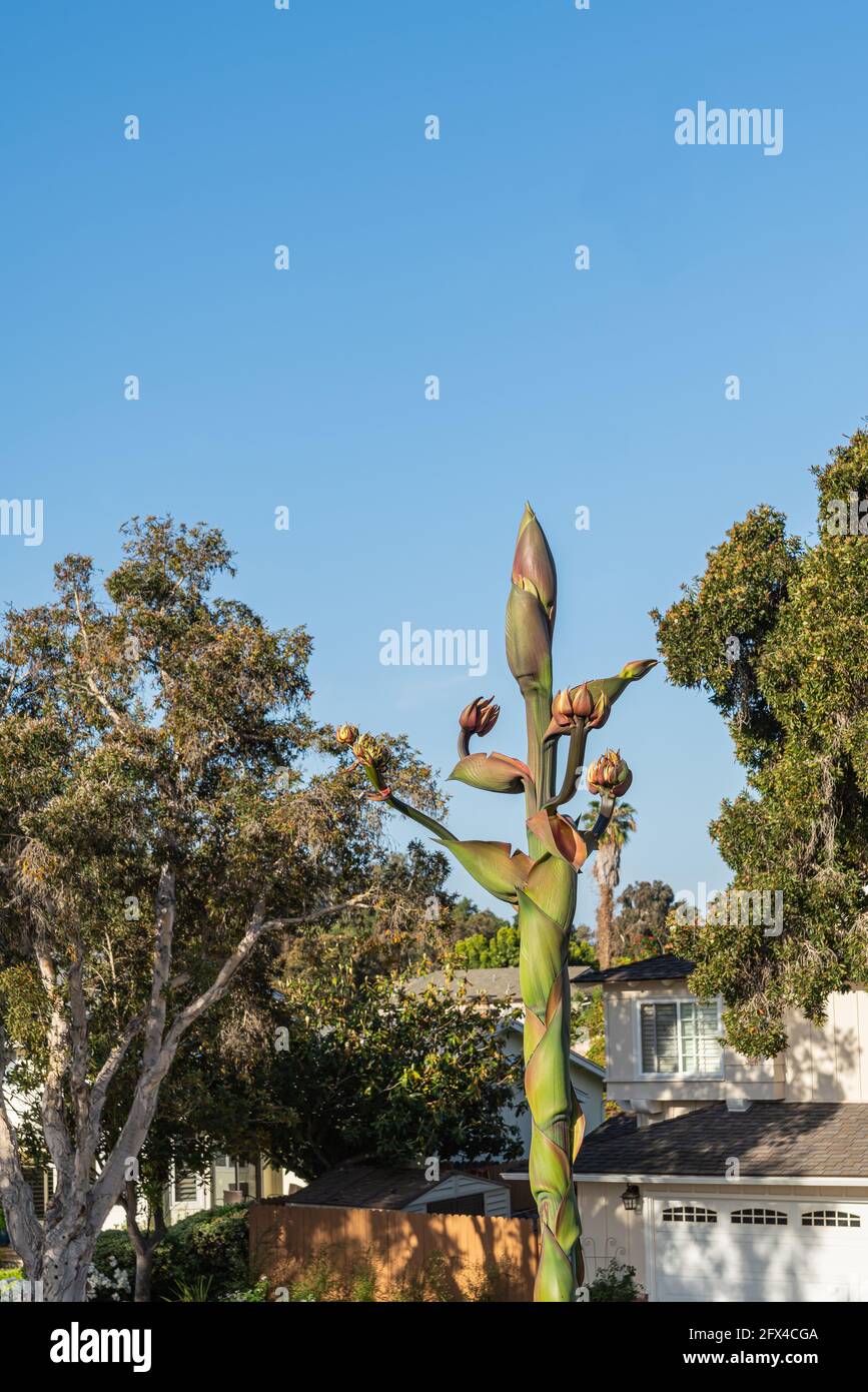 Giant aloe hires stock photography and images Alamy