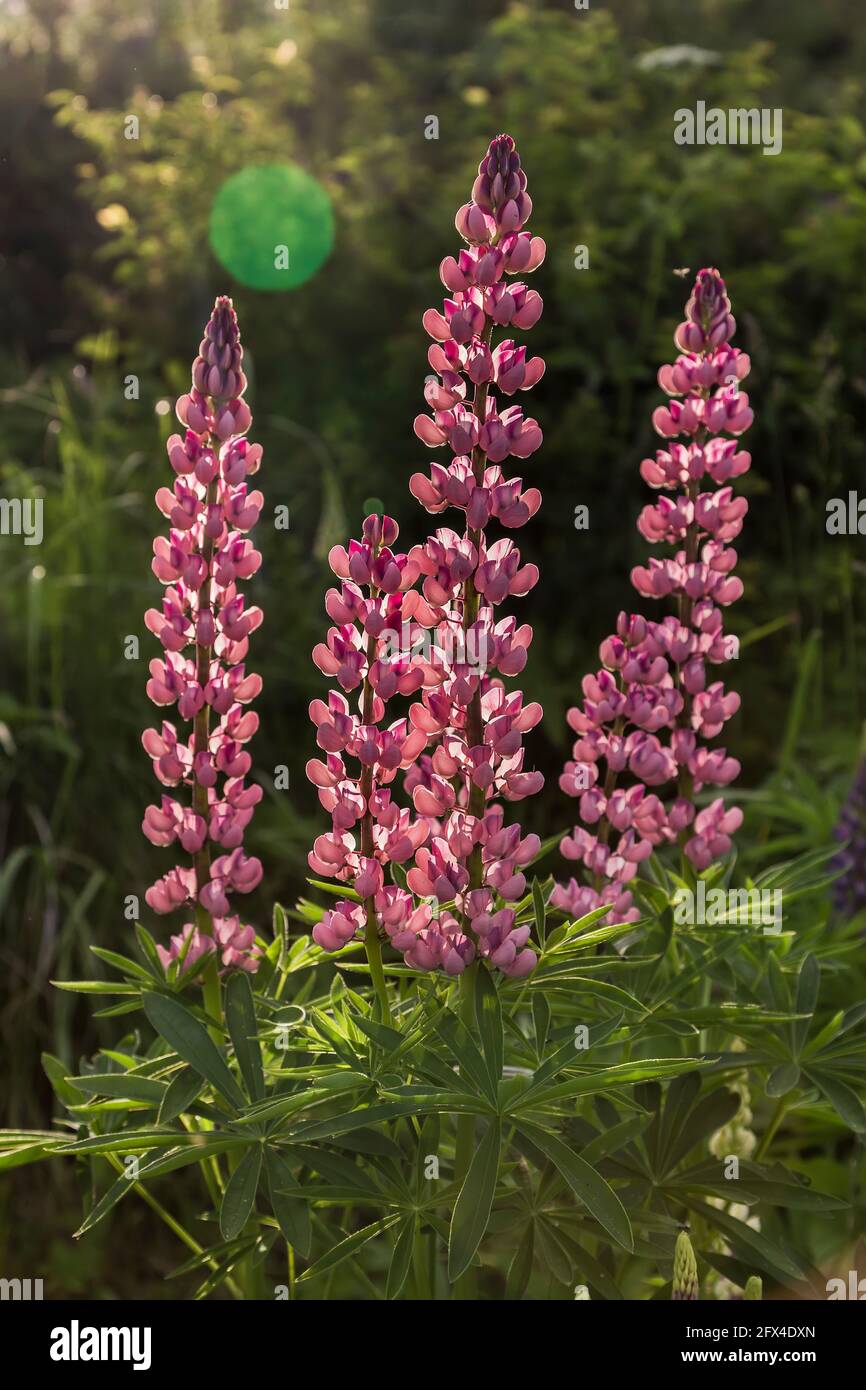 Lupinus, commonly known as lupin or lupine (North America), is a genus of flowering plants in the legume family, Fabaceae Stock Photo