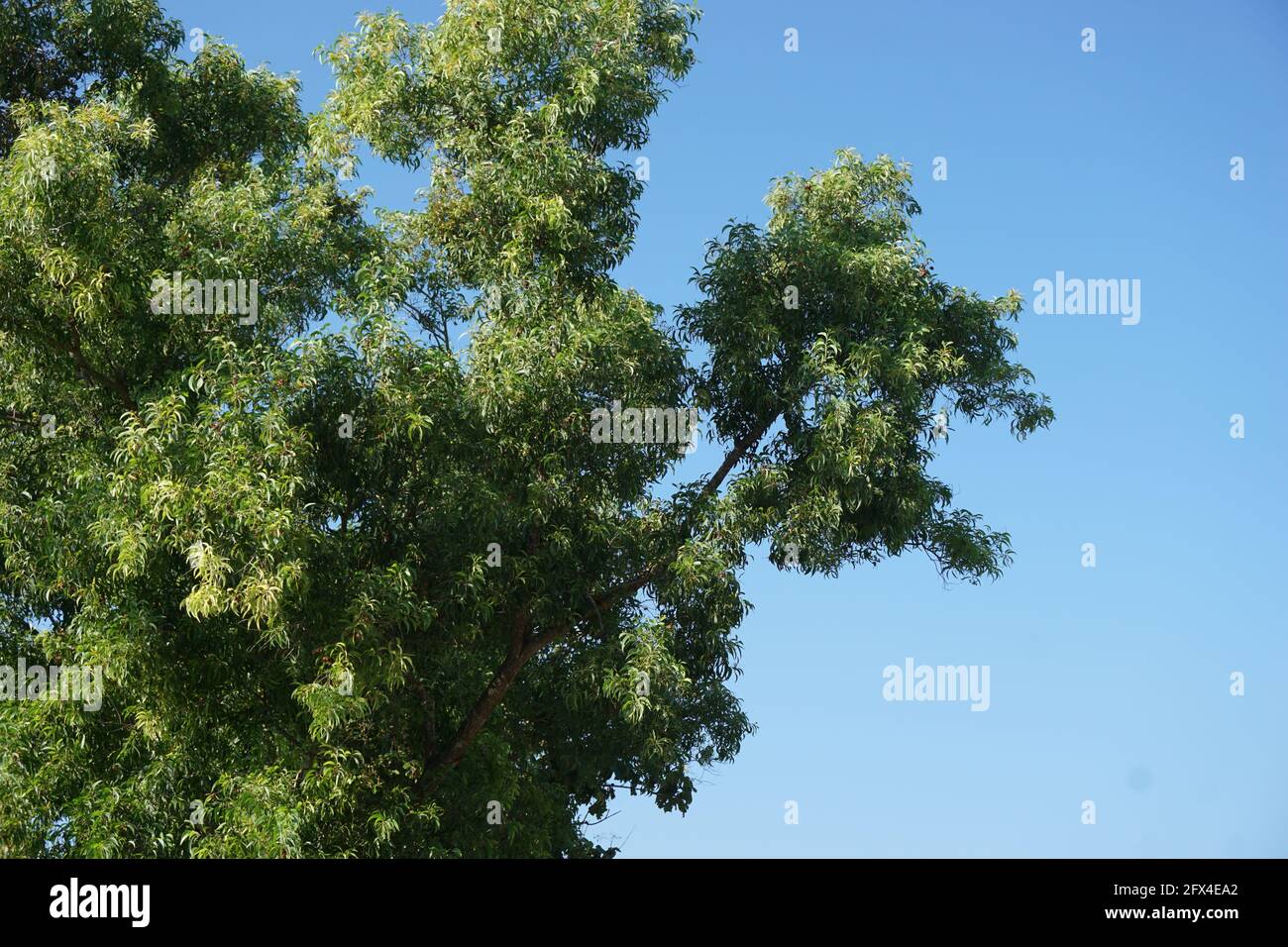 Acacia aneura (also called mulga, true mulga, akasia) with a natural background Stock Photo