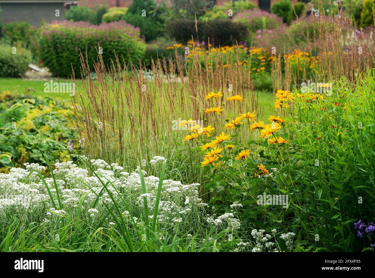 three-veined anaphalis, heliopsis and cereals  in  garden of  some house ( russian dacha ) near to Moscow - in moscow oblast Stock Photo