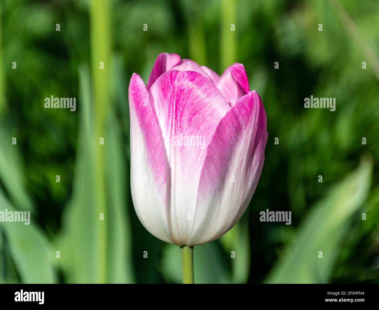 Beautiful pink tulip in a garden Stock Photo