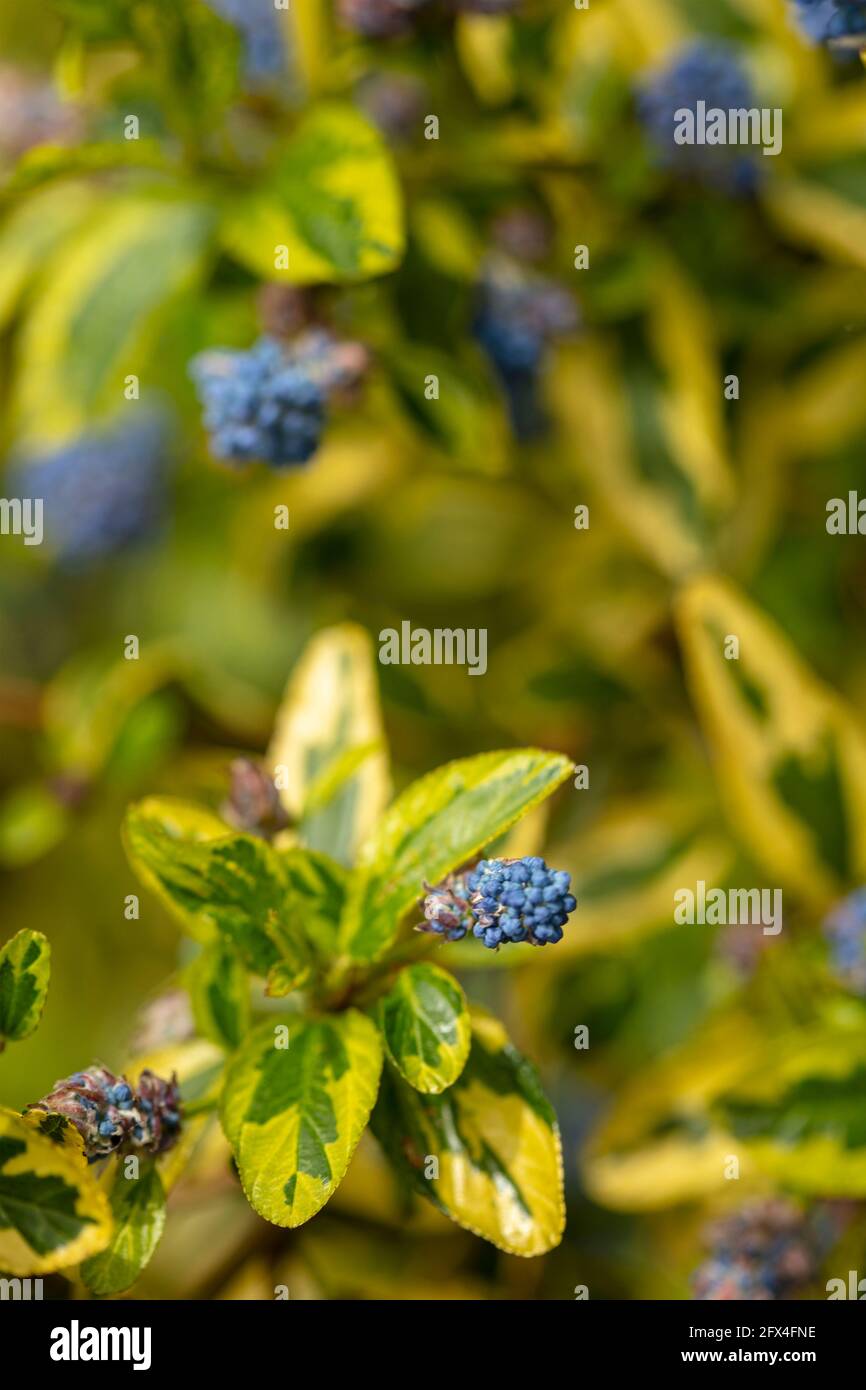Ceanothus (El Dorado) Perado, flowers and variegated foliage in midspring Stock Photo Alamy