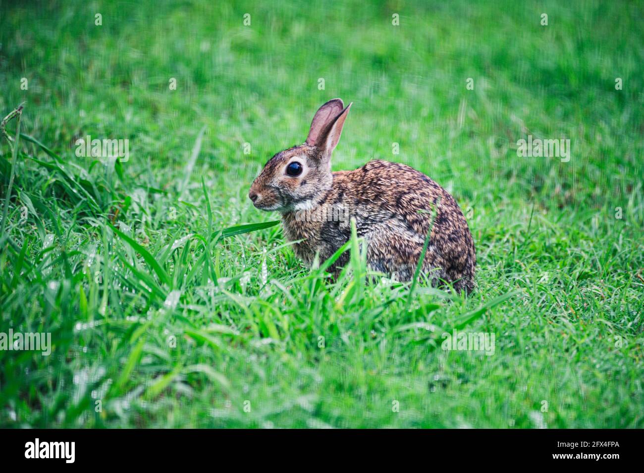 Bunny rabbit in yard Stock Photo Alamy