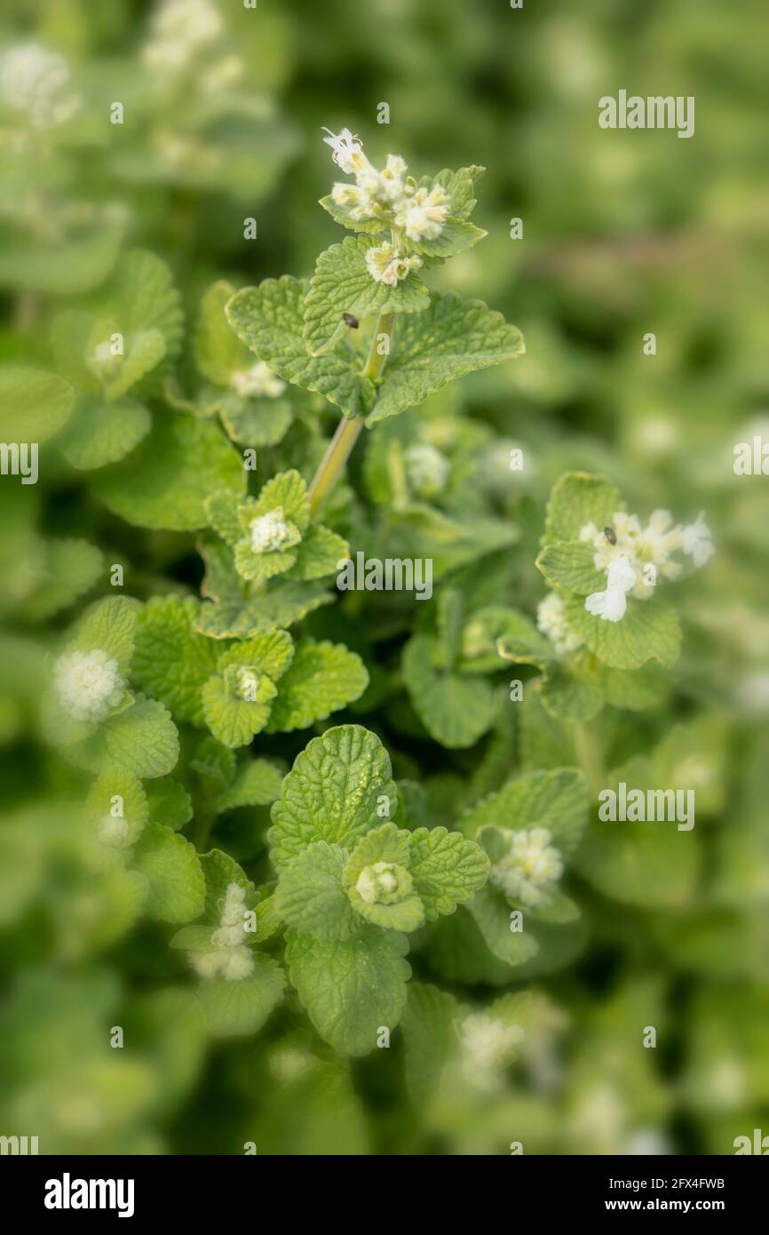 Nepeta x faassenii 'Alba', Garden catmint 'Alba' , White garden catmint ...