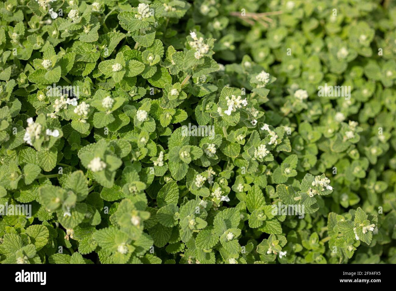 Nepeta x faassenii 'Alba', Garden catmint 'Alba' , White garden catmint ...