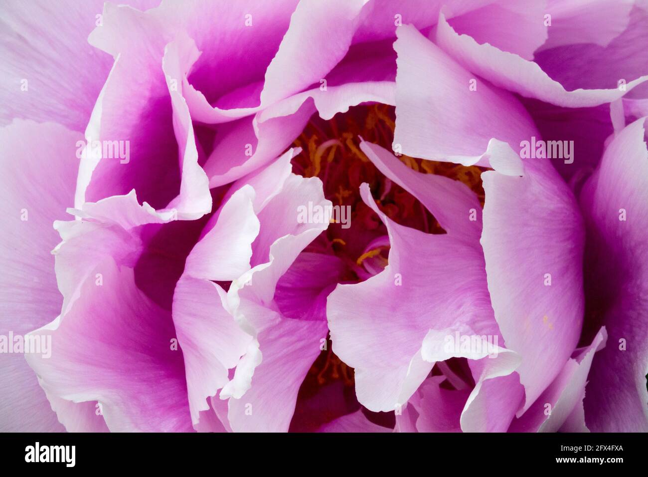 Peony Shimano-Fuji flower pale purple Stock Photo