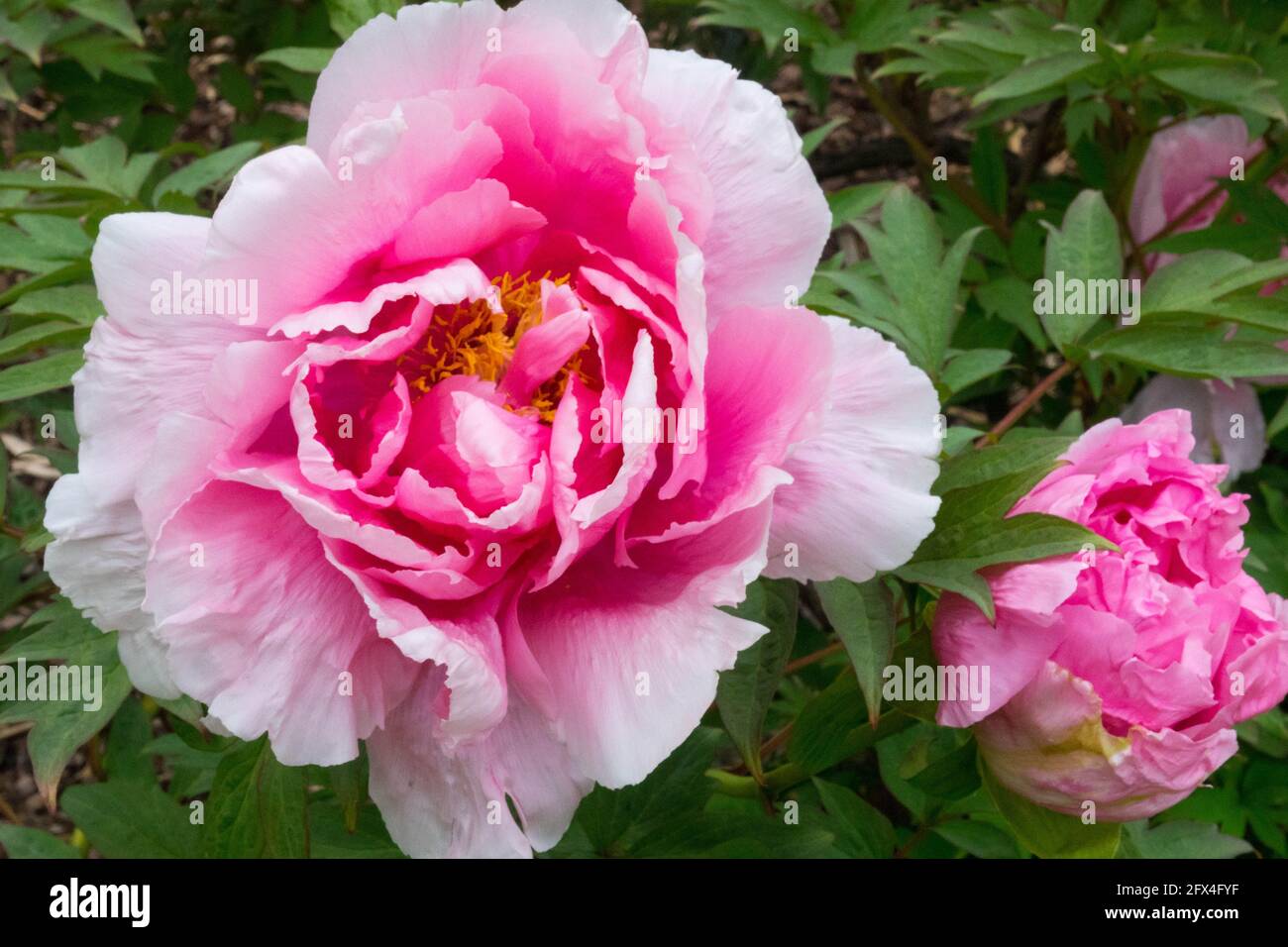 Paeonia 'Duchess of Marlborough' flowers tree peony Blush flower Stock Photo