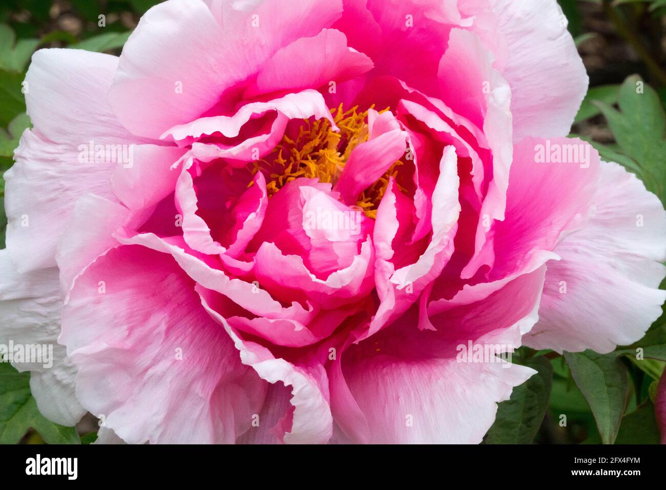 Peony duchess of marlborough hires stock photography and images Alamy