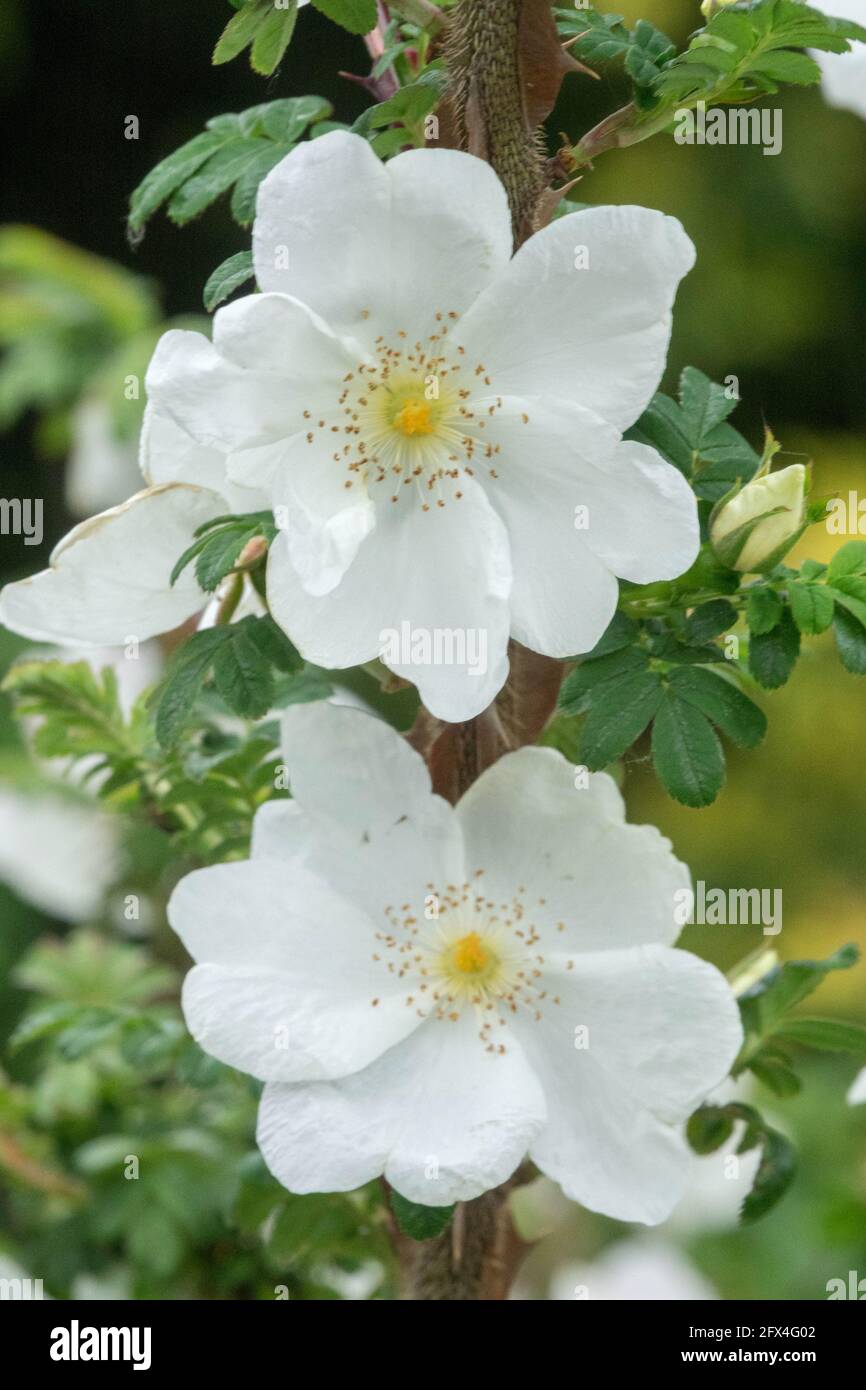 Rosa omeiensis Wingthorn Rose white flower Stock Photo