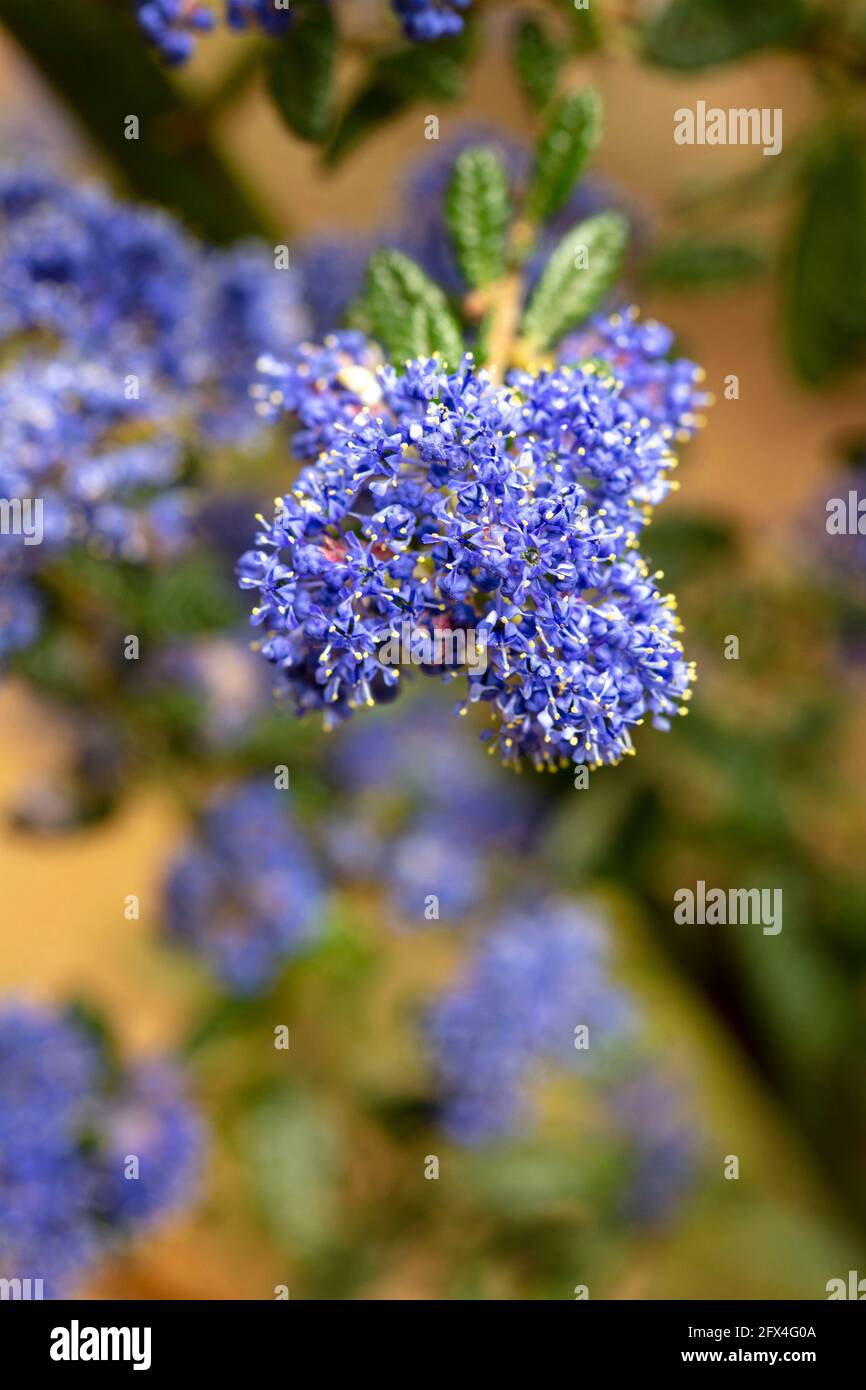 Ceanothus 'Puget Blue', Californian lilac 'Puget Blue', Ceanothus impressus 'Puget Blue' flowering profusely in late spring Stock Photo