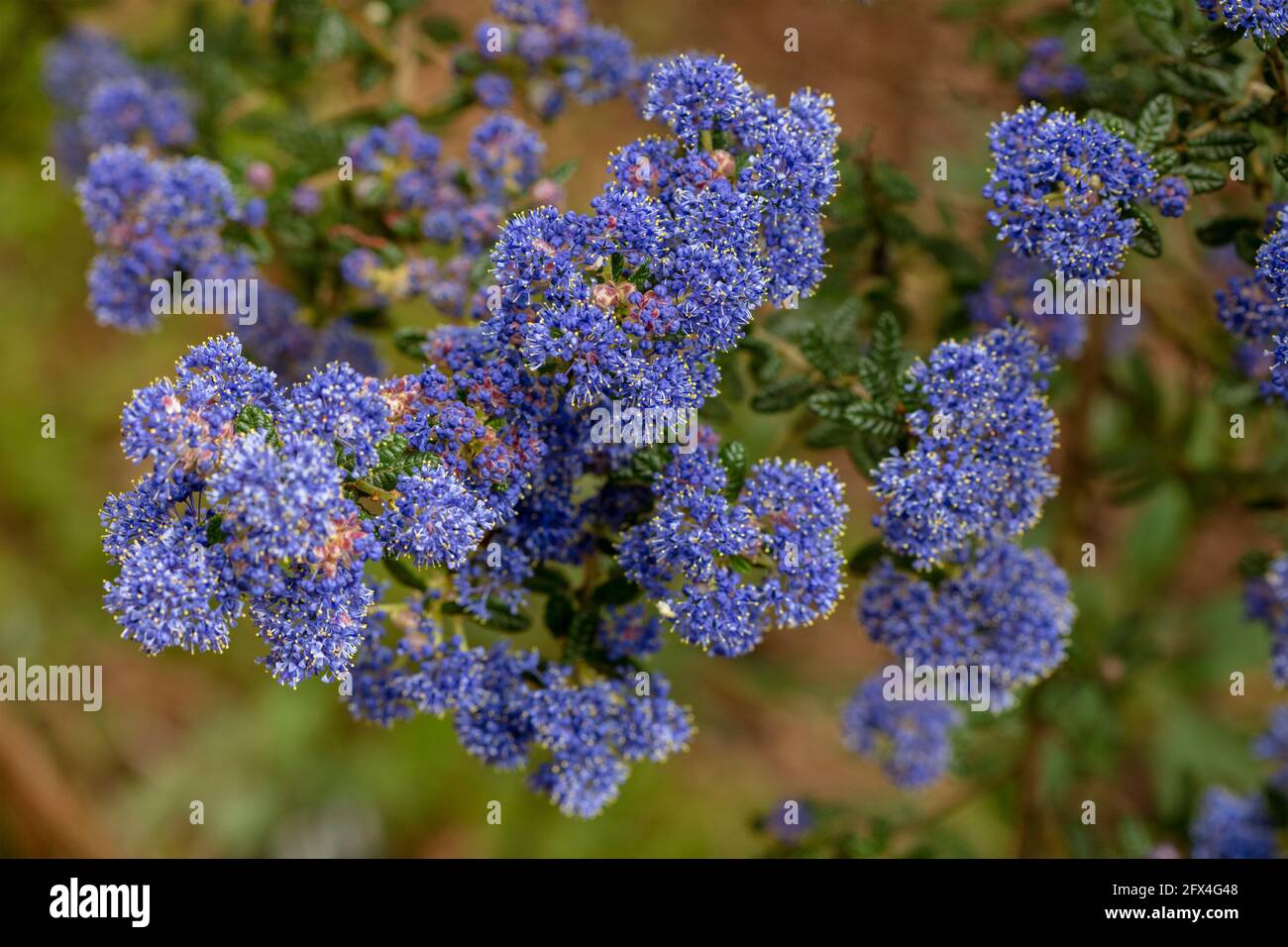 Ceanothus 'Puget Blue', Californian lilac 'Puget Blue', Ceanothus impressus 'Puget Blue' flowering profusely in late spring Stock Photo