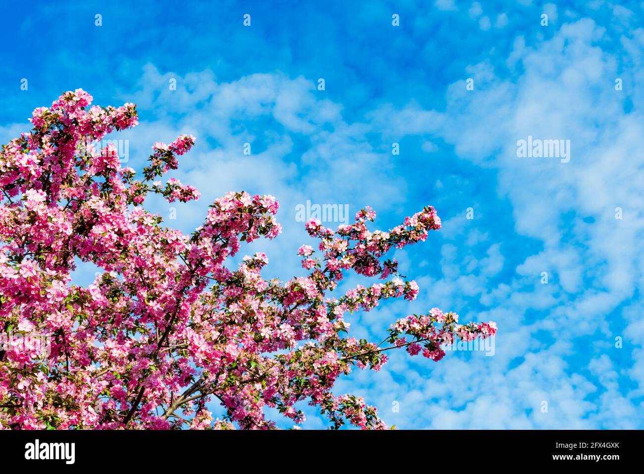 Beautiful view of flowering apple tree with blue sky in the background Stock Photo