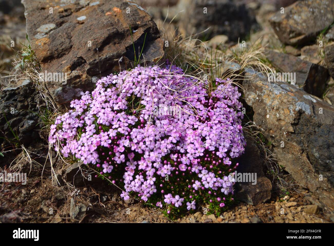 A clump of rock soapwort with pink flowers growing among rocks in a natural coastal habitat in the British Isles Stock Photo