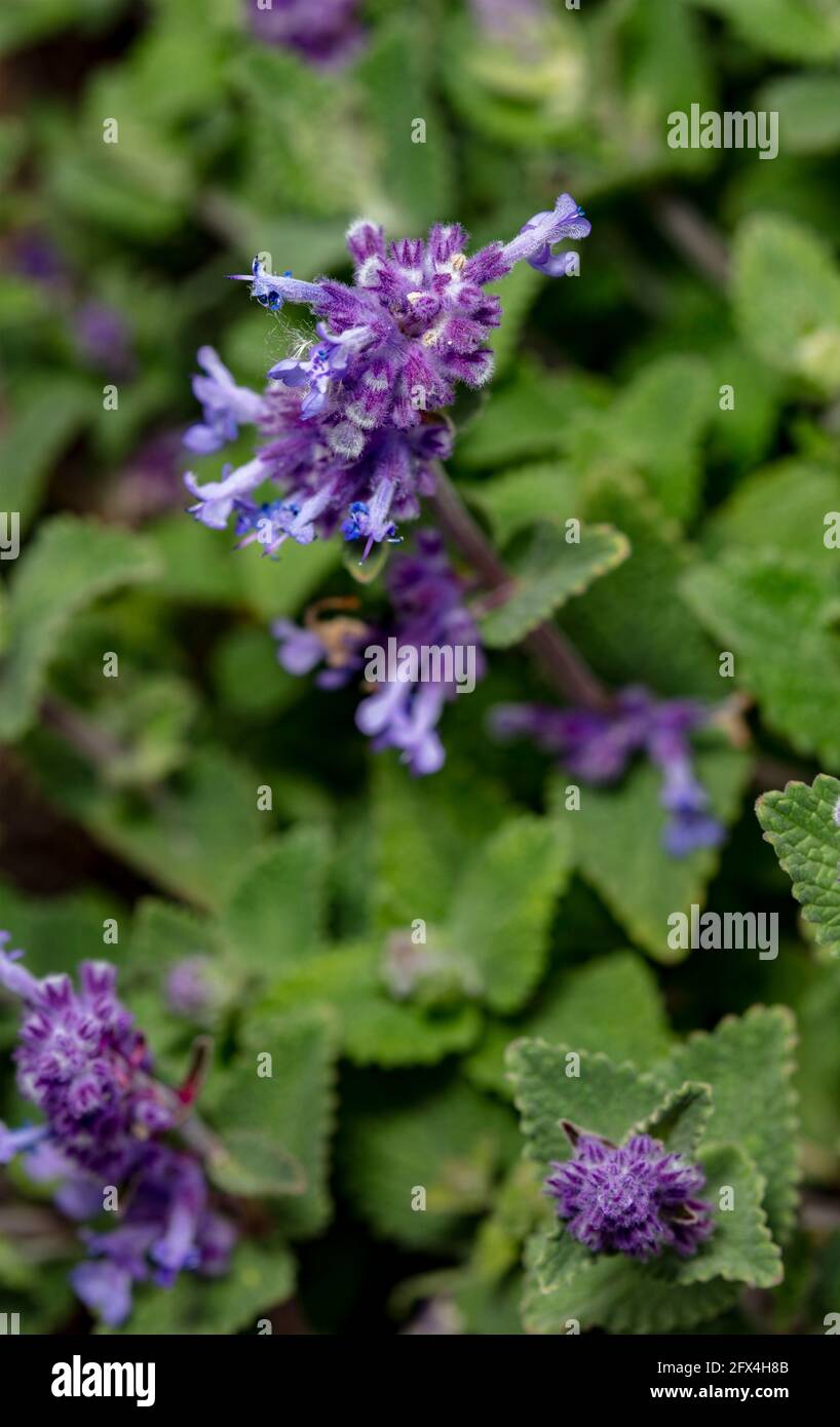 Close-up plant portrait of Nepeta Racemosa – Superba, flower and foliage Stock Photo