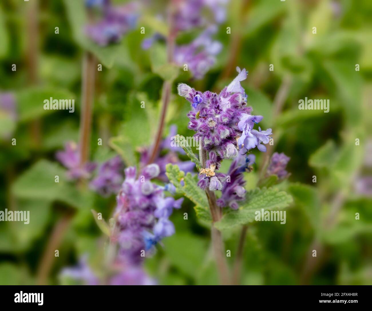 Close-up plant portrait of Nepeta Racemosa – Superba, flower and foliage Stock Photo