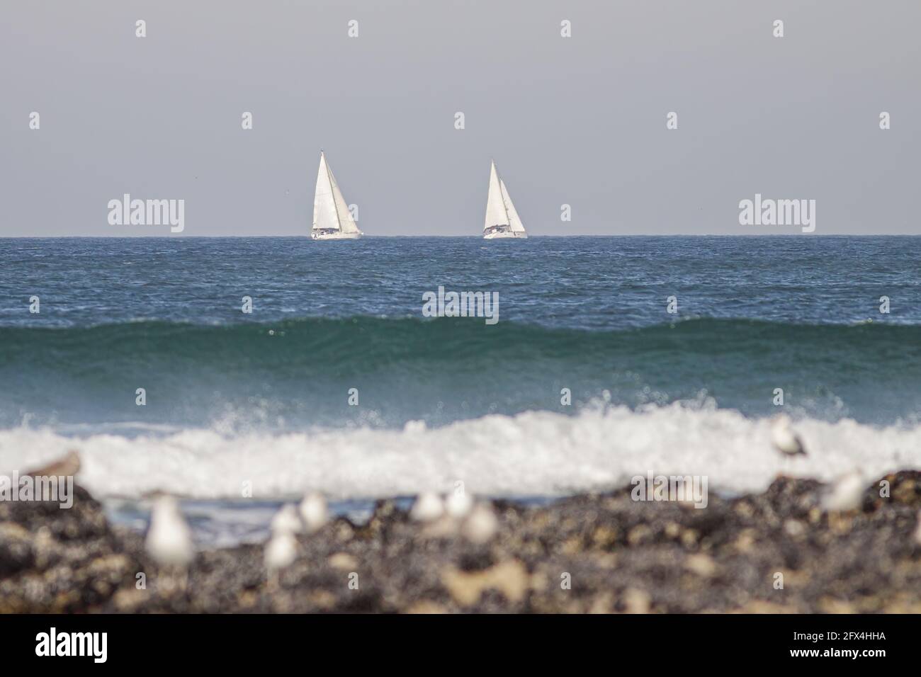 Sailing boats crossing the north portuguese coast with good weather