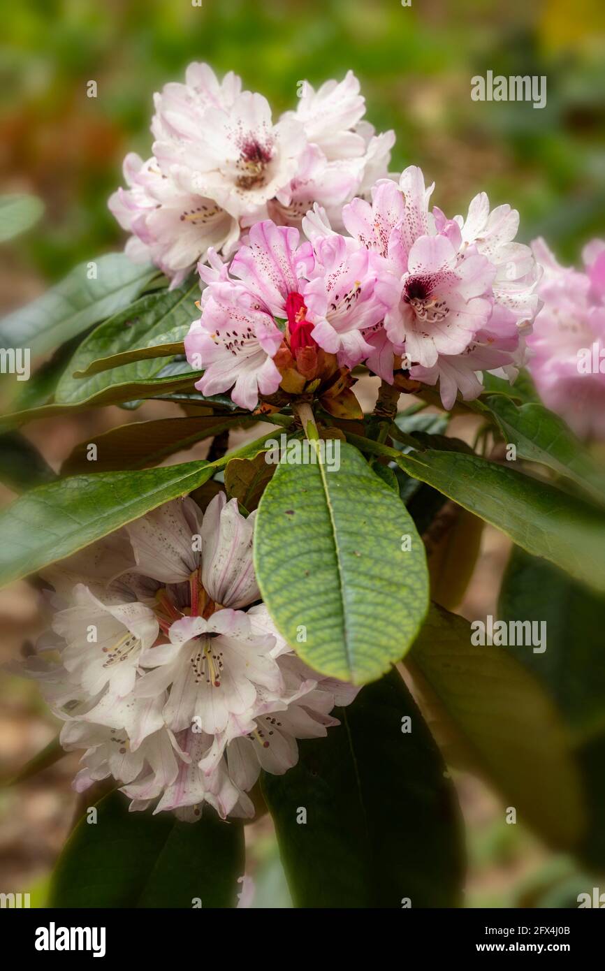 Rhododendron rex, king rhododendron, flowers and foliage, natural plant portrait Stock Photo