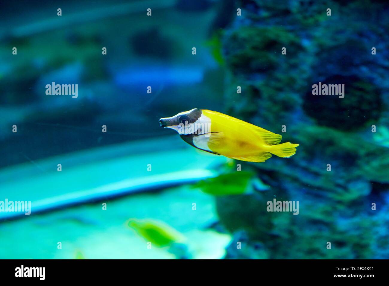 Foxface Lo is marine fish from genus Siganus which is part of Balistidae family. Stock Photo