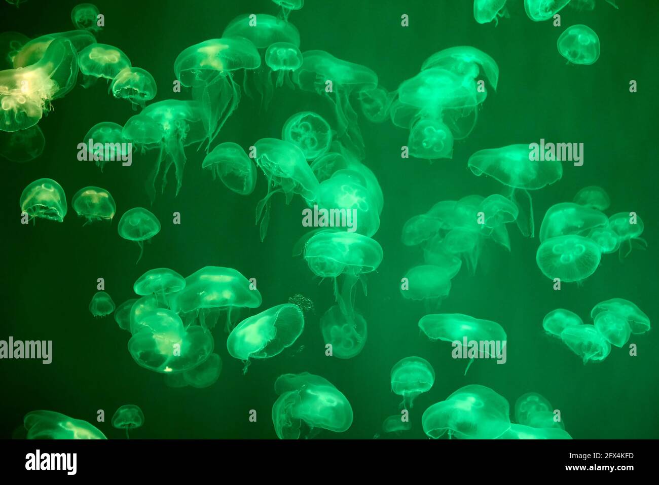 Aurelia aurita, otherwise known as common or moon jellyfish is found in fish tank of marine aquarium. Stock Photo