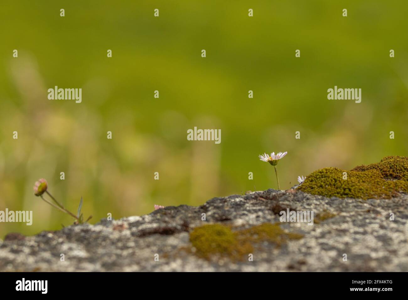 Daisy growing on rocks, moss, blurred green background. Stock Photo