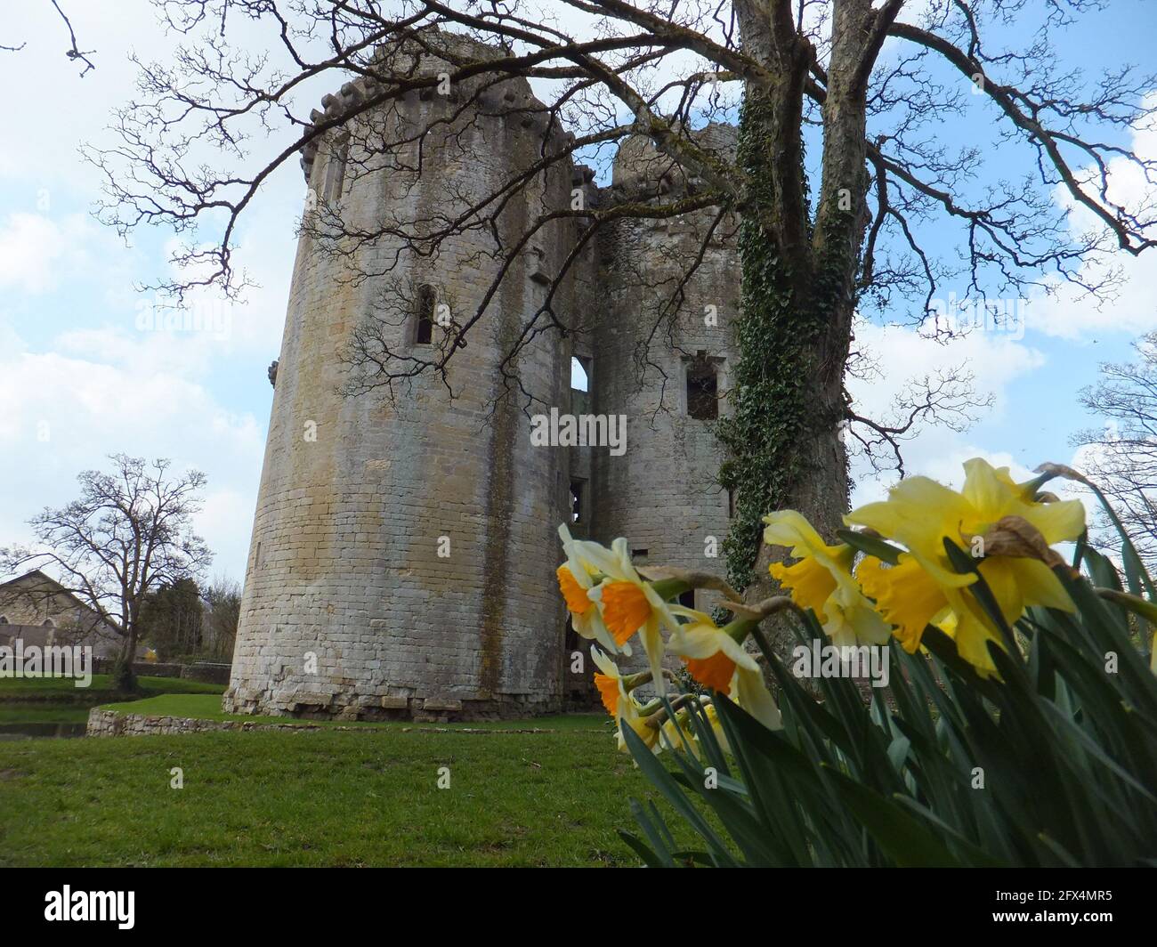 Spring daffodils in front of the moated medieval castle at the village of  Nunney in Somerset which dates from the 1370s it was besieged and damaged b Stock Photo
