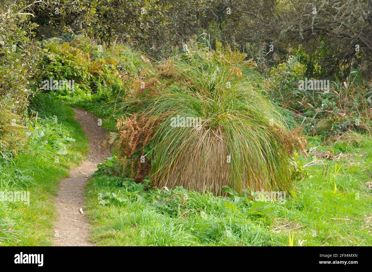 Greater Tussock-sedge (Carex paniculata), Higher Moors and Porth Hellick Pool Nature Trail, St. Mary's, Isles of Scilly, Cornwall, England, UK Stock Photo