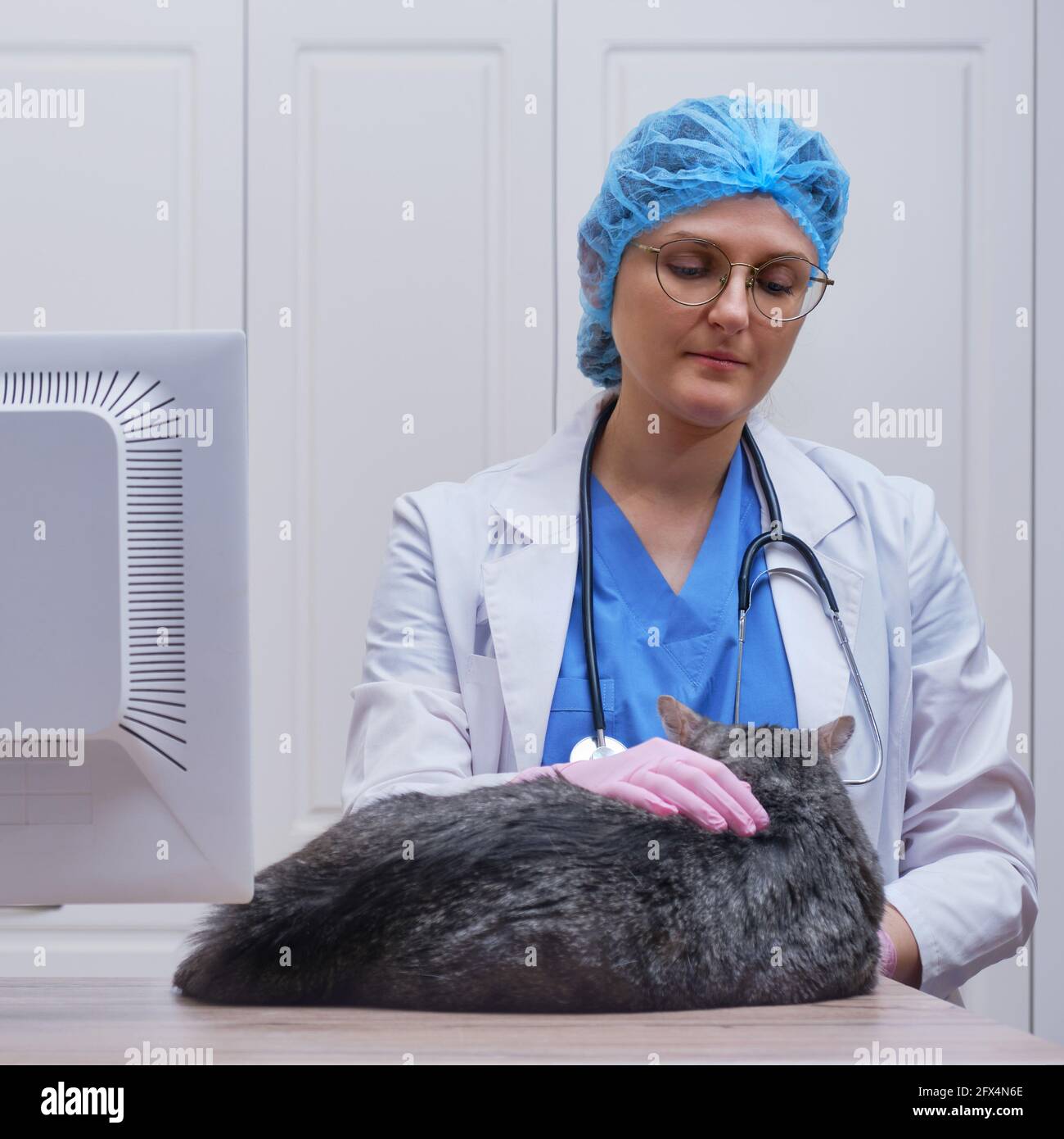 Vet doctor examines the heart with a stethoscope in a sick cat in an