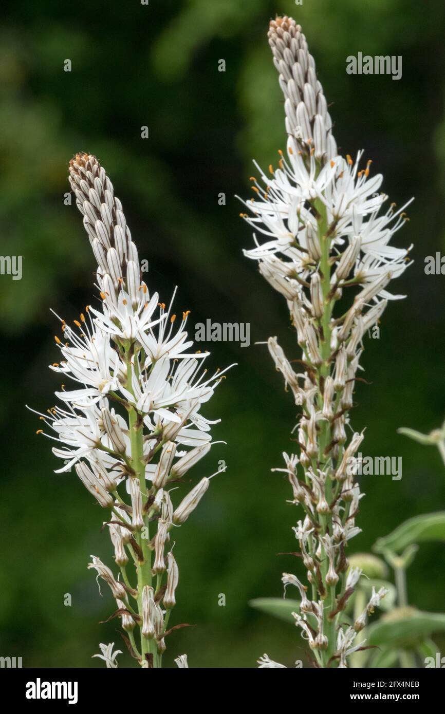 Asphodelus albus white flower spikes White Asphodel Stock Photo