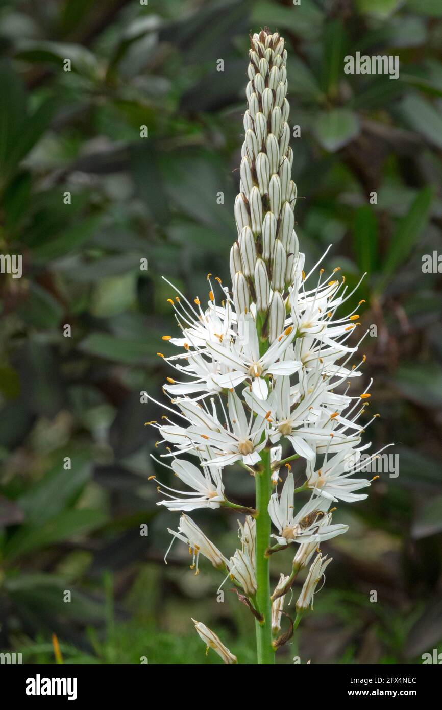 Asphodelus albus white flower spike White Asphodel Stock Photo