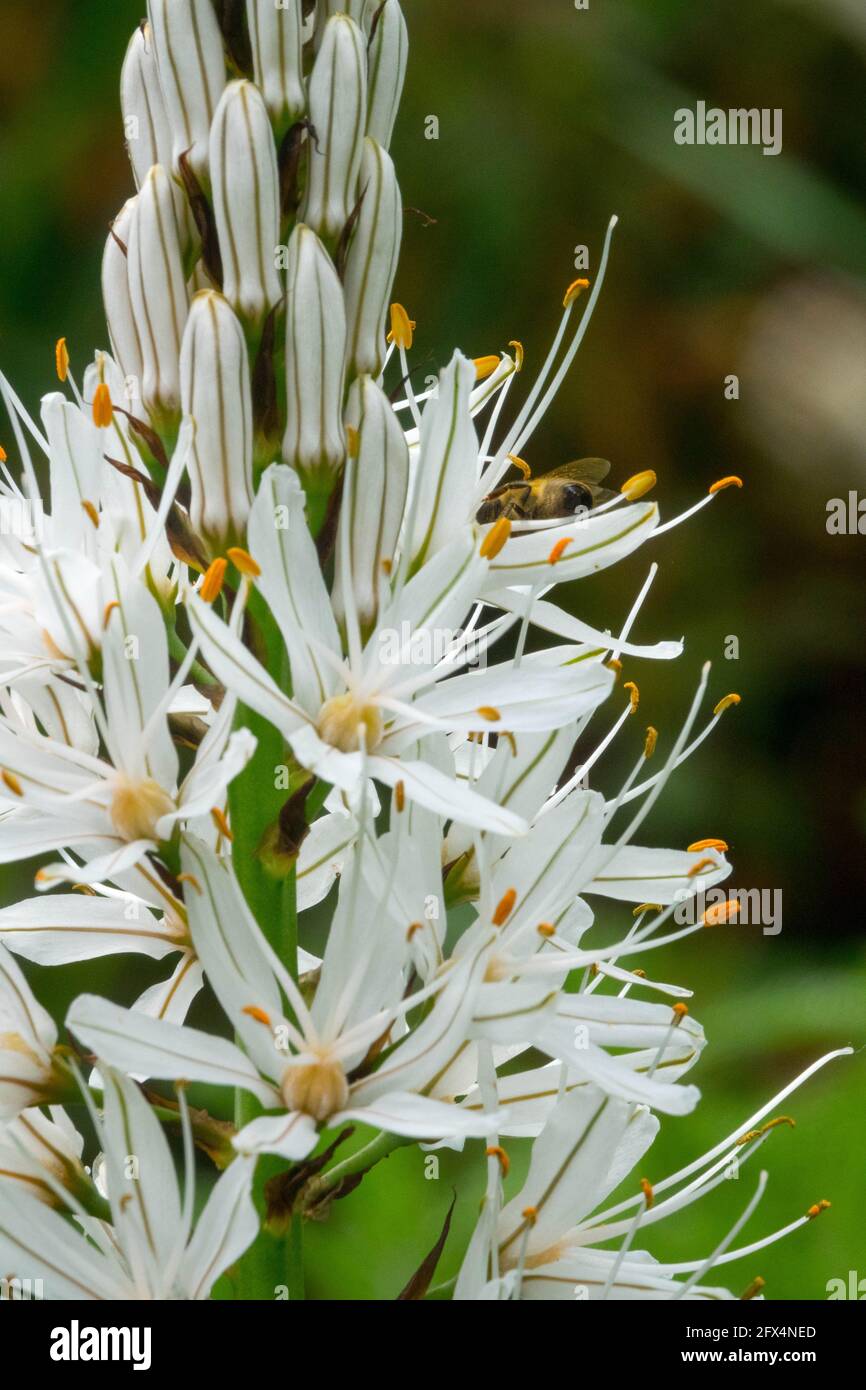 Asphodelus albus white flower close up Stock Photo