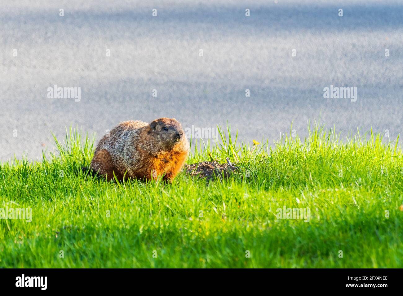 Beautiful wild marmot in a park in Montreal, Canada Stock Photo
