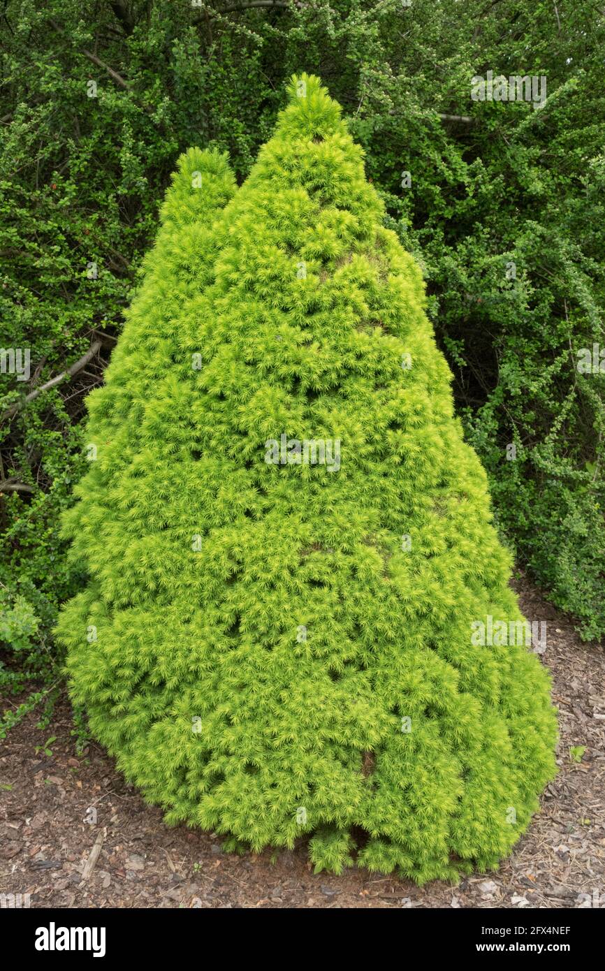 Picea glauca Conica Garden small tree, cat spruce, skunk spruce, white spruce Stock Photo Alamy