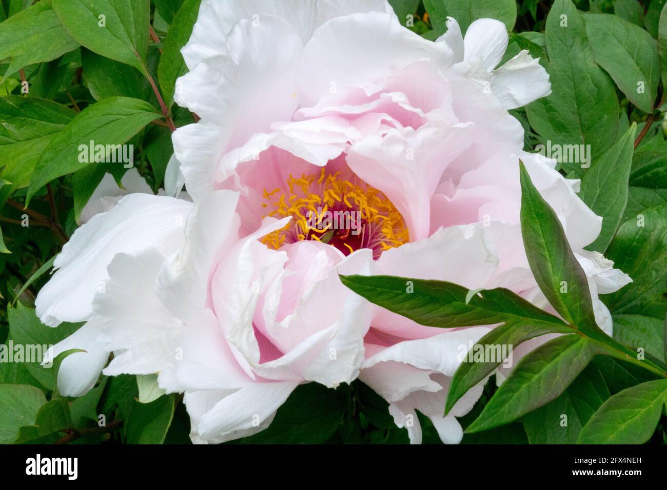 Peony Yaezakura flower pale pink Stock Photo - Alamy