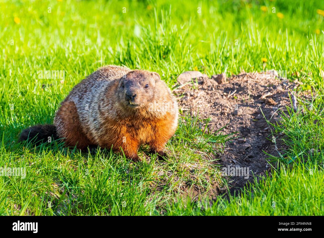 Beautiful wild marmot in a park in Montreal, Canada Stock Photo