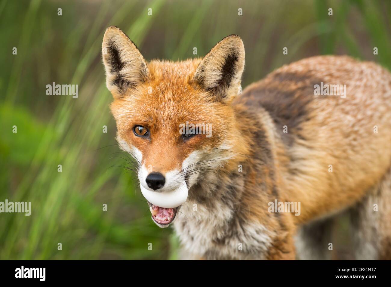 A fox with sick eye has an egg in its mouth Stock Photo