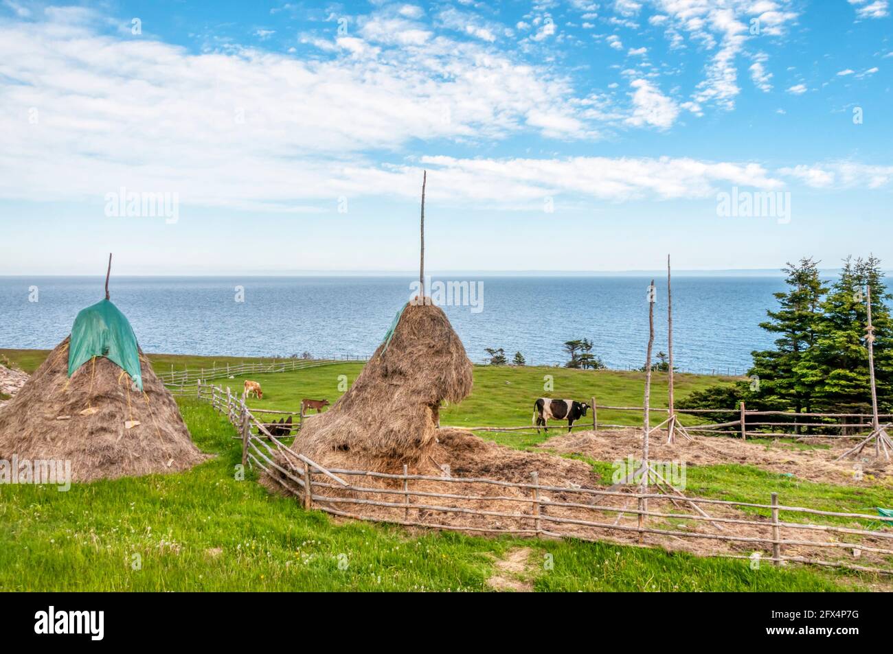 Traditional style of haystack at a smallholding on the coast of the Port au Port Peninsula, Newfoundland. Stock Photo