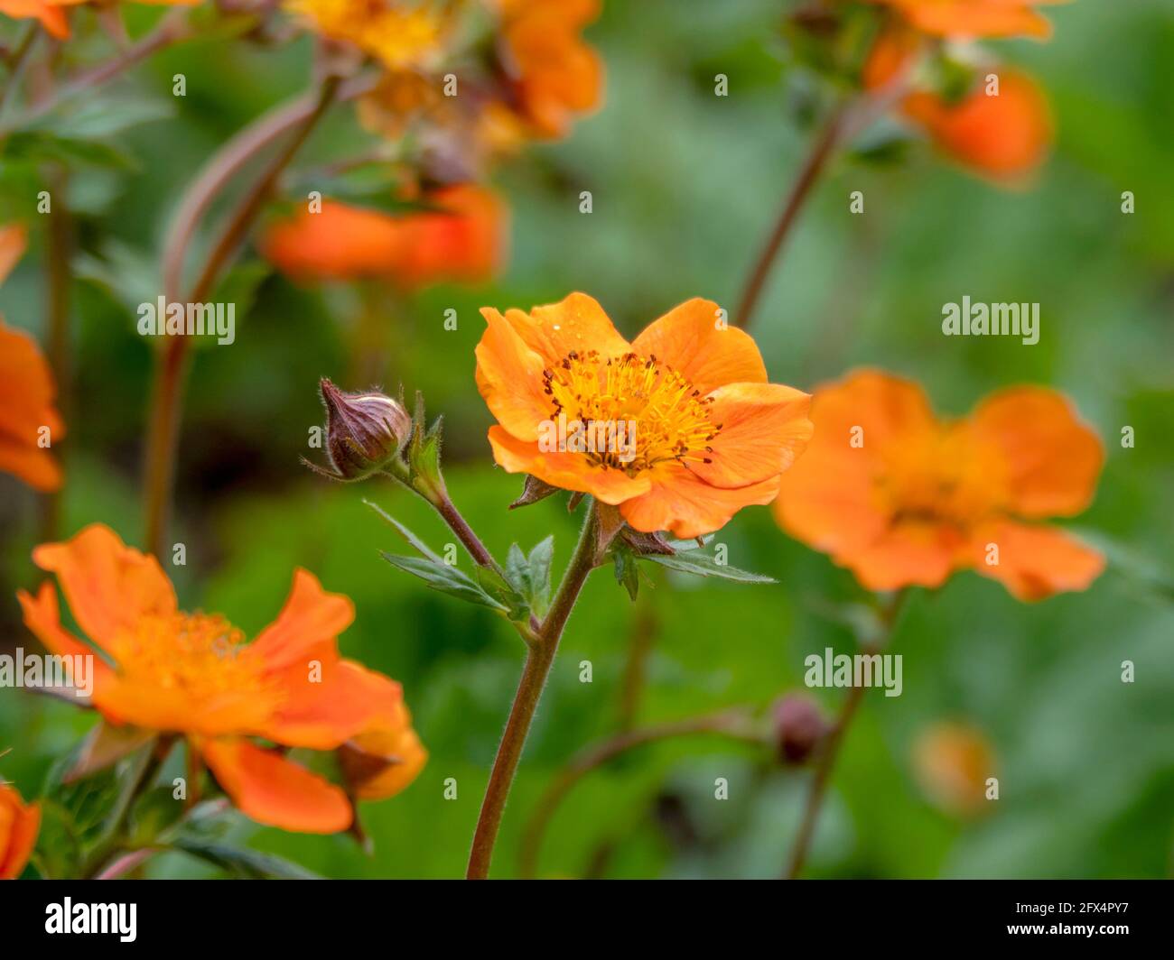 Closeup of orange geum flowers in a garden Stock Photo