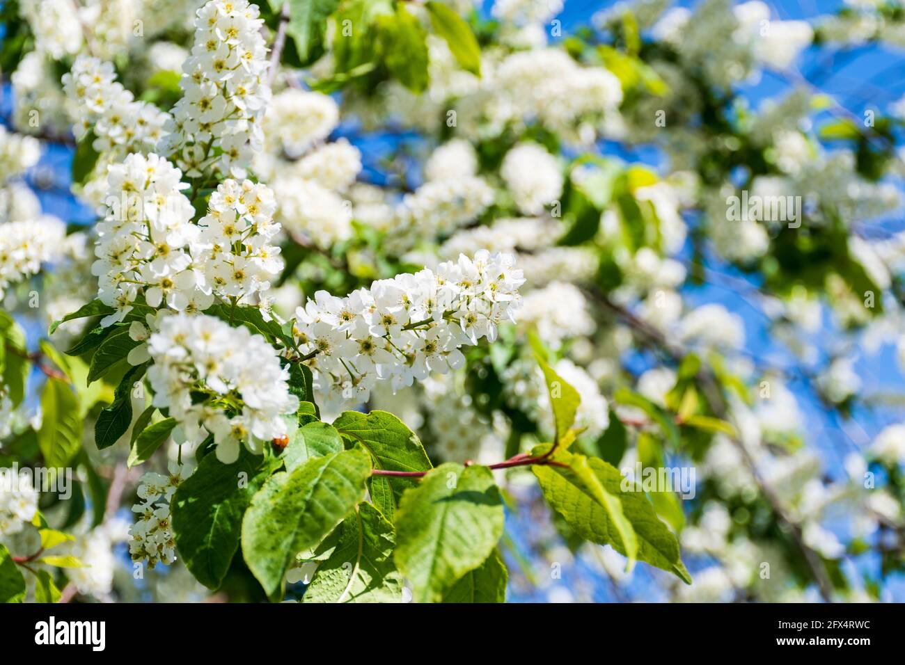 Beautiful flowering branches of Prunus padus, known as bird cherry, hackberry, hagberry, or Mayday tree Stock Photo