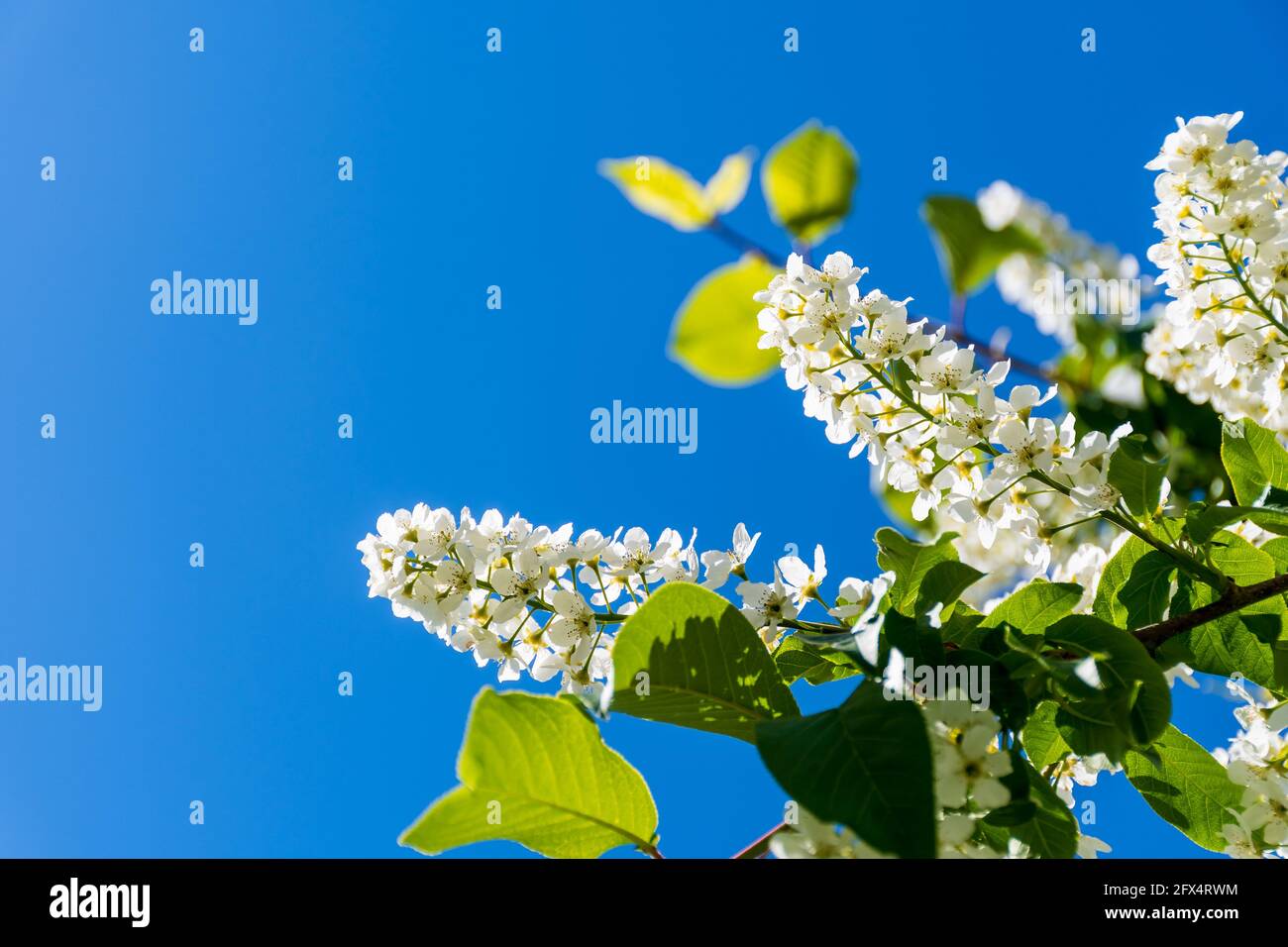 Beautiful flowering branches of Prunus padus, known as bird cherry, hackberry, hagberry, or Mayday tree Stock Photo