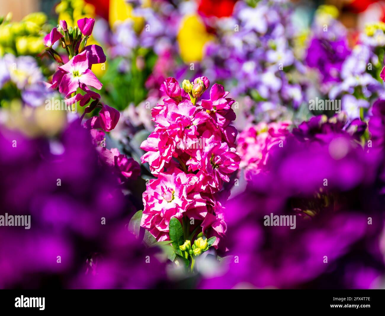 Beautiful flowers within Montreal's botanical garden Stock Photo