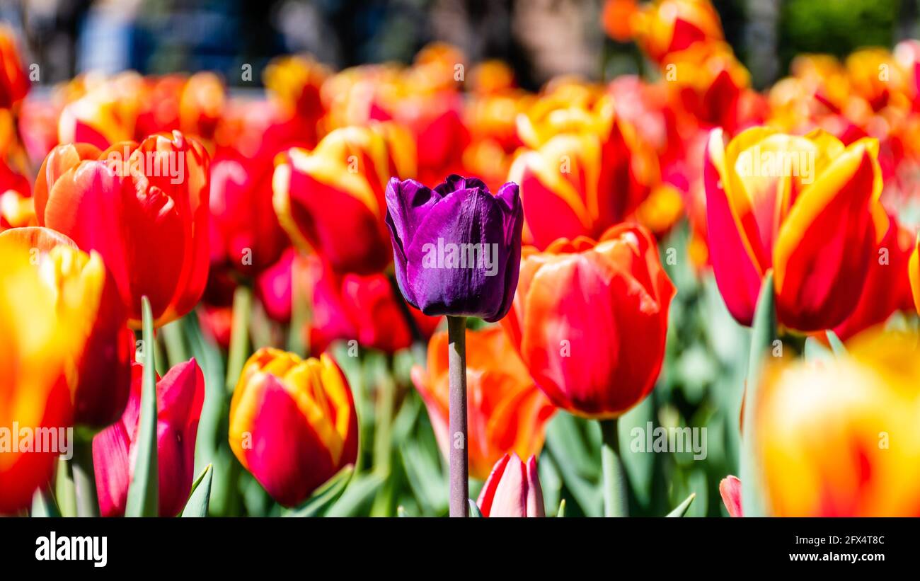 View of a beautiful purple tulip standing out among a field of red tulips Stock Photo