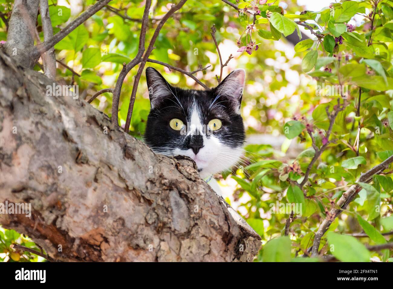 Beautiful portrait of a cat perched in a tree Stock Photo